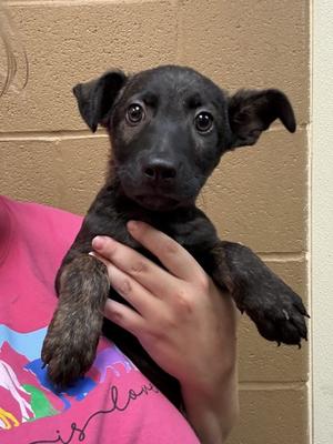 Brian (61489365), Plott Hound Mix, puppy, available for adoption