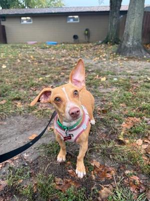 A small brown dog with large ears and a pink nose is standing on a grassy area with fallen leaves. The dog is wearing a green and white harness and a black leash. In the background, there is a house with a beige exterior and a tree trunk visible on the right side. The sky is overcast, and the ground appears to be damp.