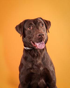 A brown dog with a happy expression, wearing a white collar, standing against a yellow background.