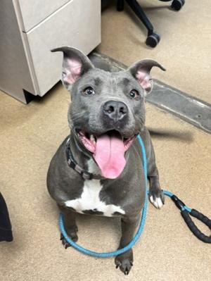 A gray and white dog with a blue leash, sitting on a carpeted floor and looking up with its tongue out.