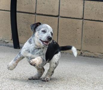 A playful puppy with a black and white spotted coat running on a concrete surface.