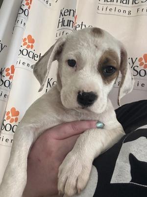A small white puppy with brown patches on its face and ears is being held by a person's hand. The background features a curtain with the text "Kenilworth Humane Society" and "Lifelong Friends" printed on it.
