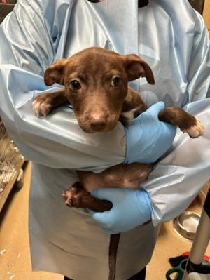 Axolotl, Mixed Breed, puppy, available for adoption