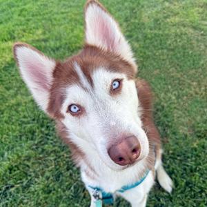 Nigel, Husky, Siberian, adult, available for adoption