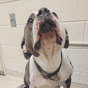 Vel 9, Mixed Breed (Large), senior, available for adoption