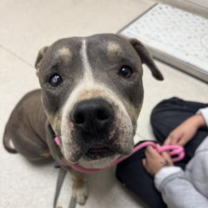 Tiny, Mixed Breed (Medium), adult, available for adoption