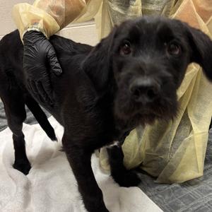 Chloe, Mixed Breed (Large), puppy, available for adoption