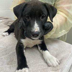 Lightning, Retriever, Labrador, puppy, available for adoption