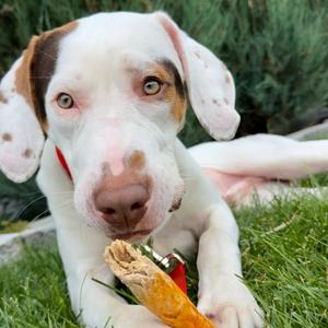 Tito, Mixed Breed (Large), available for adoption