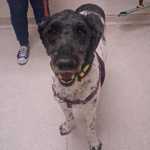 Cooper, Poodle, senior, available for adoption