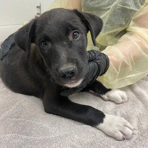 Rain, Retriever, Labrador, puppy, available for adoption