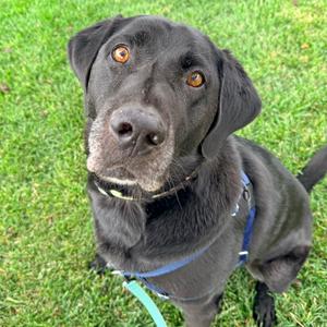 Smoke, Retriever, Black Labrador, senior, available for adoption