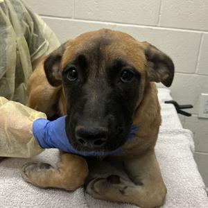 Pheobe, Shepherd, German, puppy, available for adoption