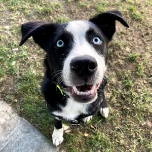 Bug, Mixed Breed (Medium), adult, available for adoption