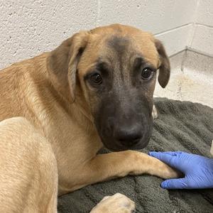 Nuko, Shepherd, German, puppy, available for adoption