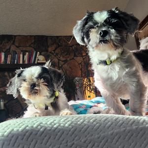 Jackson, Shih Tzu, senior, available for adoption