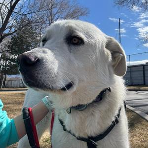 Bo, Pyrenees, Great, adult, available for adoption