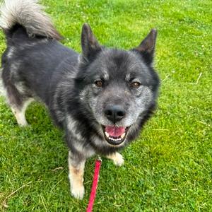 BlackJack, Elkhound, Norwegian, senior, available for adoption
