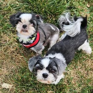 Ollie, Shih Tzu, senior, available for adoption
