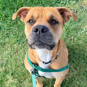 Kentrell, Terrier, Pit Bull, adult, available for adoption
