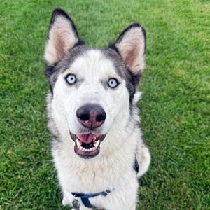 Cream Cheese, Husky, Siberian, adult, available for adoption