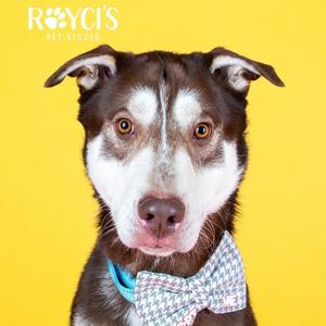 Redmond, Mixed Breed (Large), adult, available for adoption