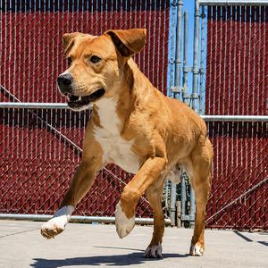 Murphy, Mixed Breed (Medium), adult, available for adoption