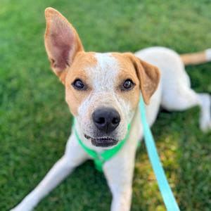 Queue, Cattle Dog, Australian (Red Heeler), adult, available for adoption