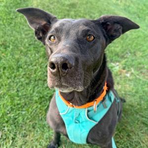 Hazel, Retriever, Black Labrador, senior, available for adoption