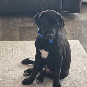 Blue, Shepherd, German, puppy, available for adoption