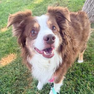 Jimothy, Shepherd, Australian, senior, available for adoption