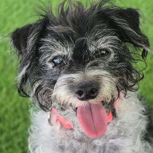 MJ, Terrier, senior, available for adoption