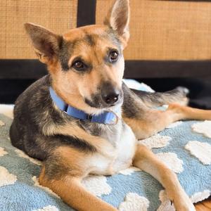 Flora, Shepherd, German, adult, available for adoption