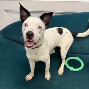 Daisy, Mixed Breed (Medium), young, available for adoption