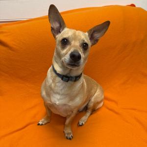 Lil Bit, Chihuahua, Short Coat, adult, available for adoption