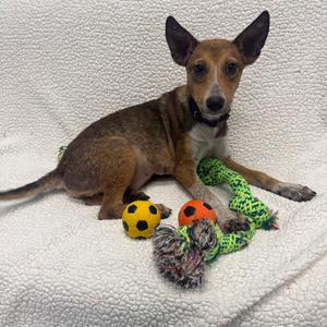 Edwina, Cattle Dog, available for adoption