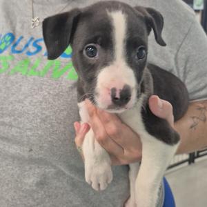 Star, Mixed Breed (Medium), available for adoption