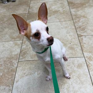 A small white dog with brown ears and a green leash sitting on a tiled floor.