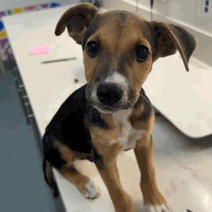 Waffles, Mixed Breed (Medium), available for adoption