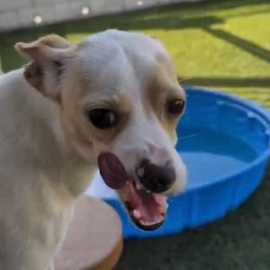 Taquito, Chihuahua, adult, available for adoption