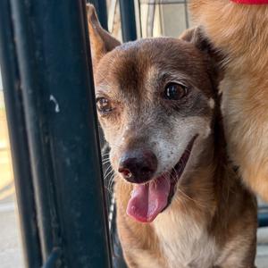 Bambi, Mixed Breed (Medium), senior, available for adoption