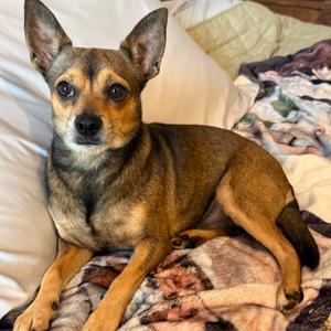 Steve, Chihuahua, adult, available for adoption