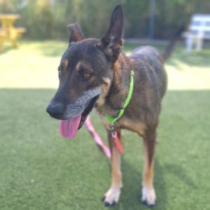 A German Shepherd dog with a green collar standing on a grassy field, its tongue out and looking to the side.