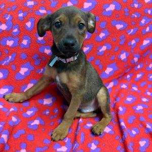 John Wayne, Mixed Breed (Medium), available for adoption