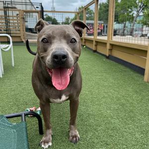 Jackson, Terrier, Pit Bull, adult, available for adoption