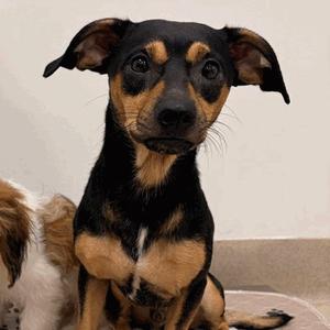 Elias, Dachshund, Standard Smooth Haired, adult, available for adoption