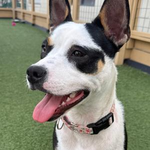 Tia, Mixed Breed (Medium), adult, available for adoption