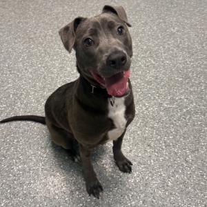 Maddie, Terrier, American Pit Bull, young, available for adoption