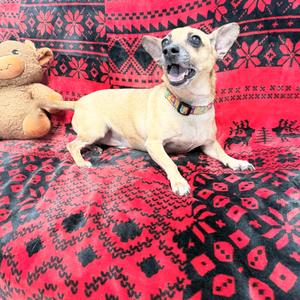 King, Chihuahua, senior, available for adoption