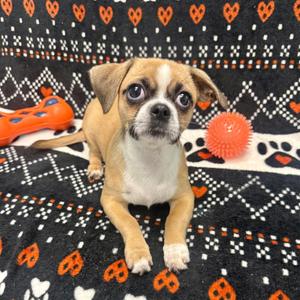 Buckwheat, Pekingese, available for adoption